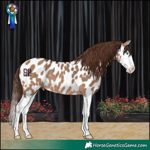 Horse Color:Bay Dun Splash Appaloosa