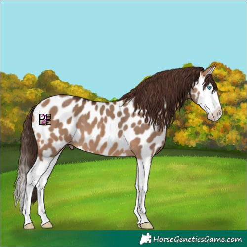 Horse Color:Bay Dun Splash Appaloosa 