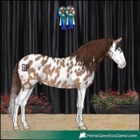 Horse Color:Bay Dun Splash Appaloosa 