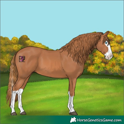Horse Color:Chestnut Splash 
