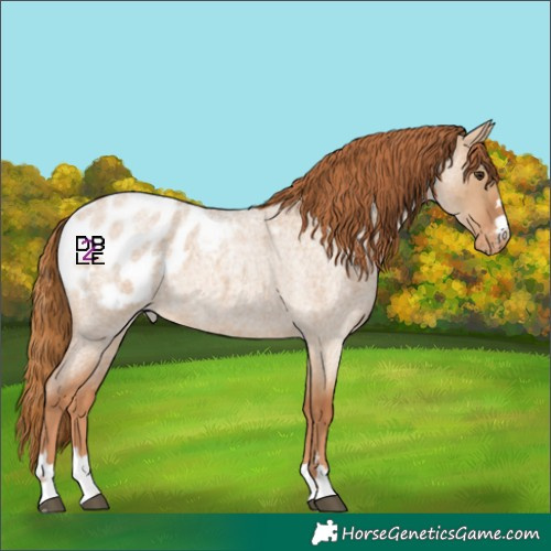 Horse Color:Red Dun Roan Appaloosa