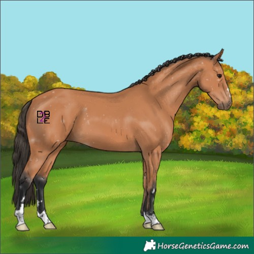 Horse Color:Bay 