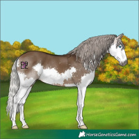 Horse Color:Gray Silver Bay Dun Splash 