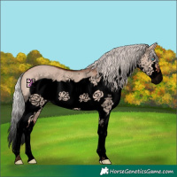 Horse Color:Void Silver Bay Dun Splash Frame
