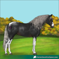 Horse Color:Gray Silver Brown Mushroom Tobiano