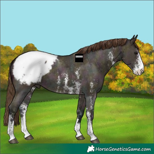 Horse Color:Midnight Bay Ice Dun Sabino Appaloosa 