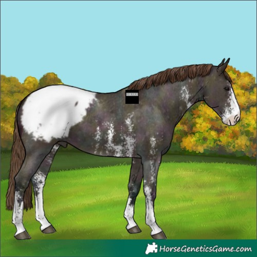 Horse Color:Midnight Bay Ice Dun Sabino Snowcap 