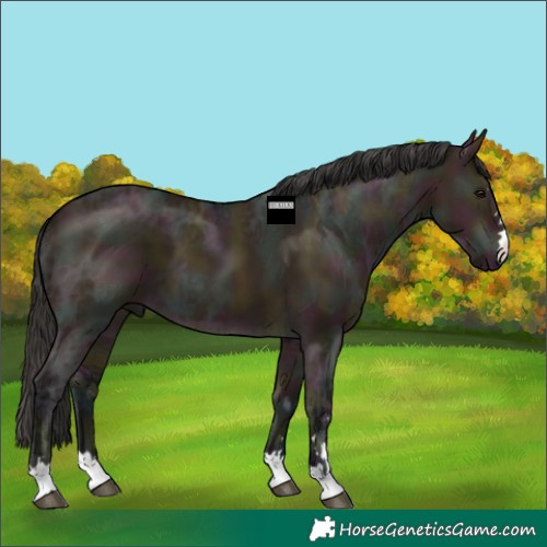 Horse Color:Midnight Bay Ice Dun 
