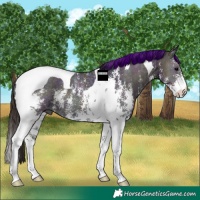 Horse Color:Midnight Bay Ice Onyx Sabino Tobiano