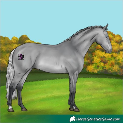 Horse Color:Silver Bay Chinchilla 