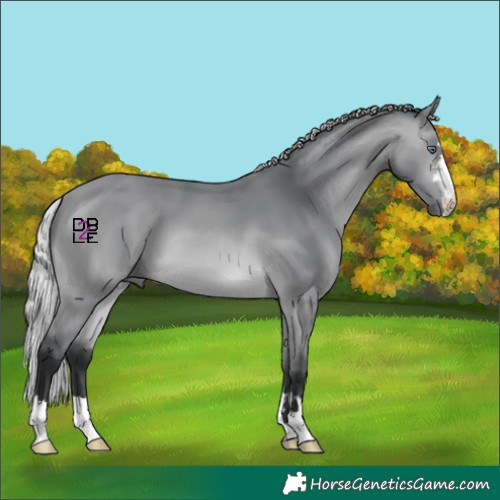 Horse Color:Silver Bay Chinchilla 