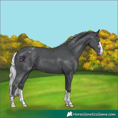 Horse Color:Silver Black Chinchilla Appaloosa 