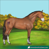 Horse Color:Bay Sabino