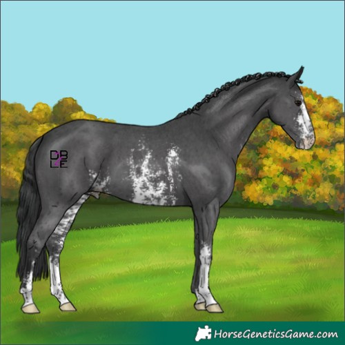 Horse Color:Black Sabino