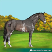 Horse Color:Gray Bay Ice Sabino