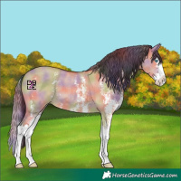 Horse Color:Nacre Bay Dun Sabino Splash