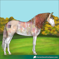 Horse Color:Nacre Red Dun Sabino Splash
