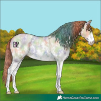 Horse Color:Nacre Red Dun Sabino