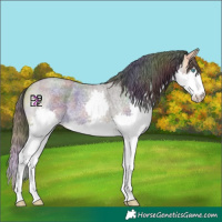 Horse Color:Nacre Buckskin Roan Splash