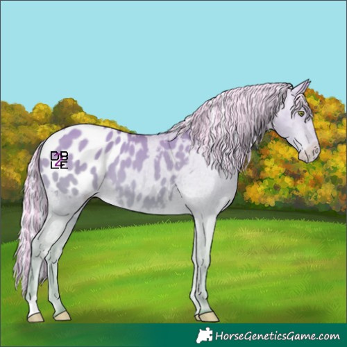 Horse Color:Platinum Painted Silver Amber Champagne Dun Appaloosa