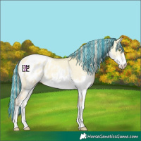 Horse Color:Platinum Painted White Spotted Gold Champagne Dun Sabino Appaloosa