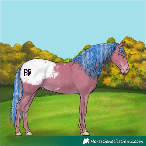 Horse Color:Platinum Painted Silver Amber Champagne Appaloosa Rabicano 