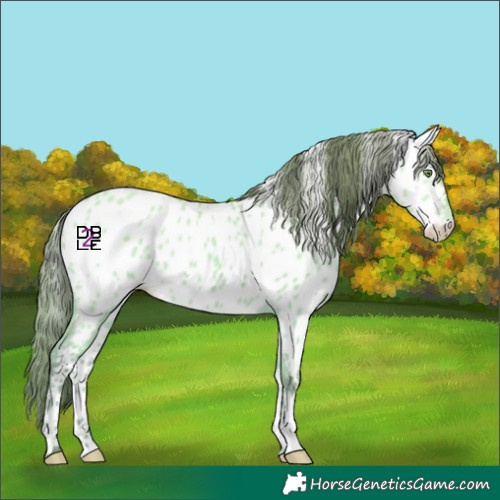 Horse Color:Platinum Amber Champagne Dun Appaloosa 