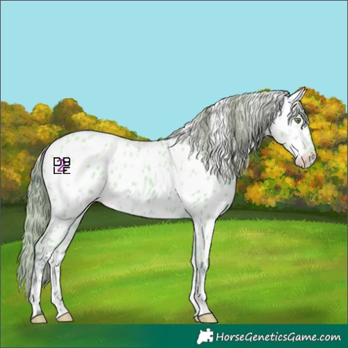 Horse Color:Platinum Amber Champagne Dun Appaloosa