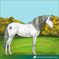 Horse Color:Platinum Amber Champagne Dun Appaloosa 