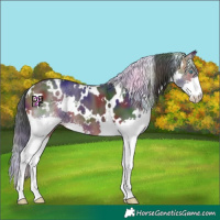 Horse Color:Nacre White Spotted Brown Splash
