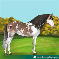 Horse Color:White Spotted Bay Splash