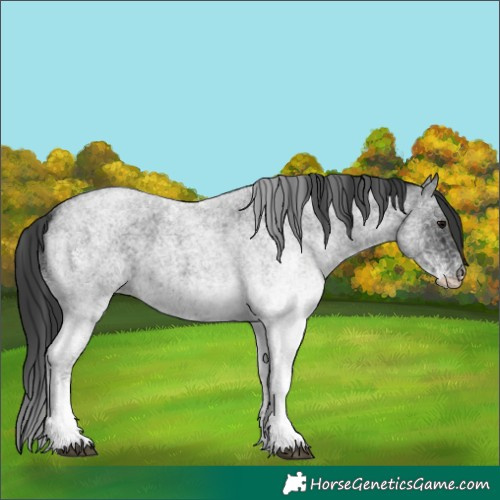 Horse Color:White Spotted Blue Roan 