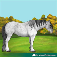 Horse Color:White Spotted Blue Roan 