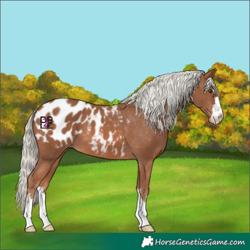 Horse Color:Chestnut Mushroom Appaloosa