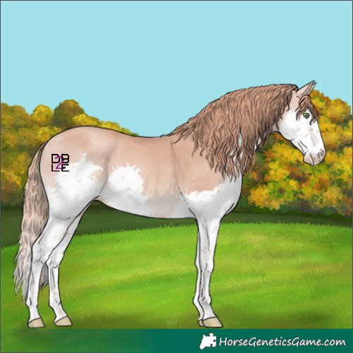 Horse Color:Gold Champagne Splash Rabicano 