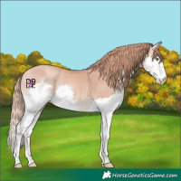 Horse Color:Gold Champagne Splash Rabicano