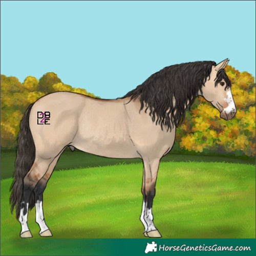 Horse Color:Bay Dun Rabicano 