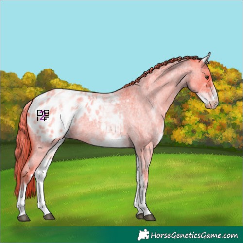 Horse Color:White Spotted Red Dun Roan Appaloosa 