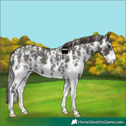 Horse Color:Midnight Classic Champagne Ice Sabino 