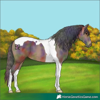 Horse Color:Nacre Bay Tobiano
