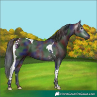 Horse Color:Gray Nacre Brown Tobiano
