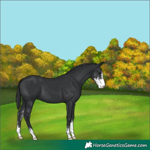 Horse Color:Black Sabino