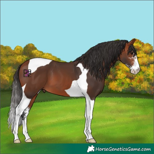 Horse Color:Bay Sabino Tobiano 