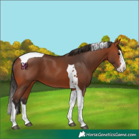 Horse Color:Bay Sabino Splash Tobiano