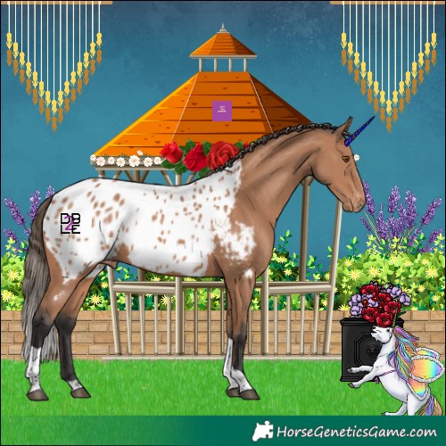 Horse Color:Bay Mushroom Tobiano Appaloosa 