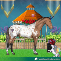 Horse Color:Bay Mushroom Tobiano Appaloosa 