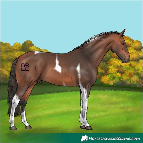 Horse Color:Bay Mushroom Tobiano