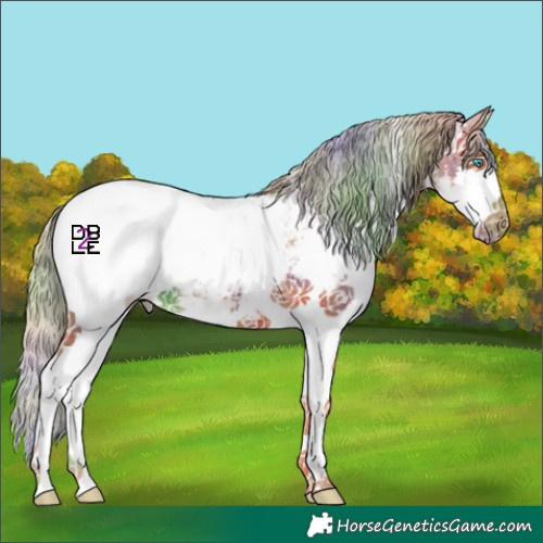 Horse Color:Nacre Chestnut Sabino Splash Appaloosa 