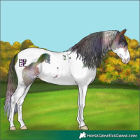 Horse Color:Nacre Brown Splash Tobiano 