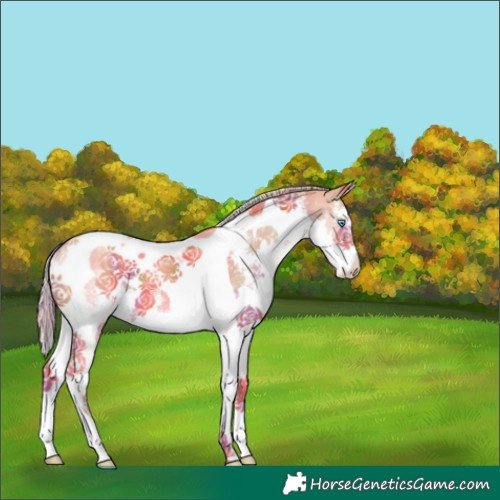 Horse Color:Nacre Silver Amber Champagne Sabino Splash Tobiano 